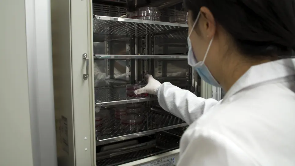 Studying RNA Interactors of Protein Kinase RNA-Activated during the Mammalian Cell Cycle