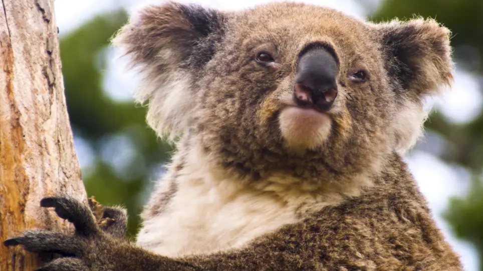 Cortisol Measurement in Koala (<em>Phascolarctos cinereus</em>) Fur