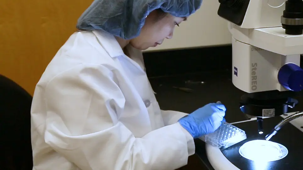 Assessment and Characterization of Hyaloid Vessels in Mice