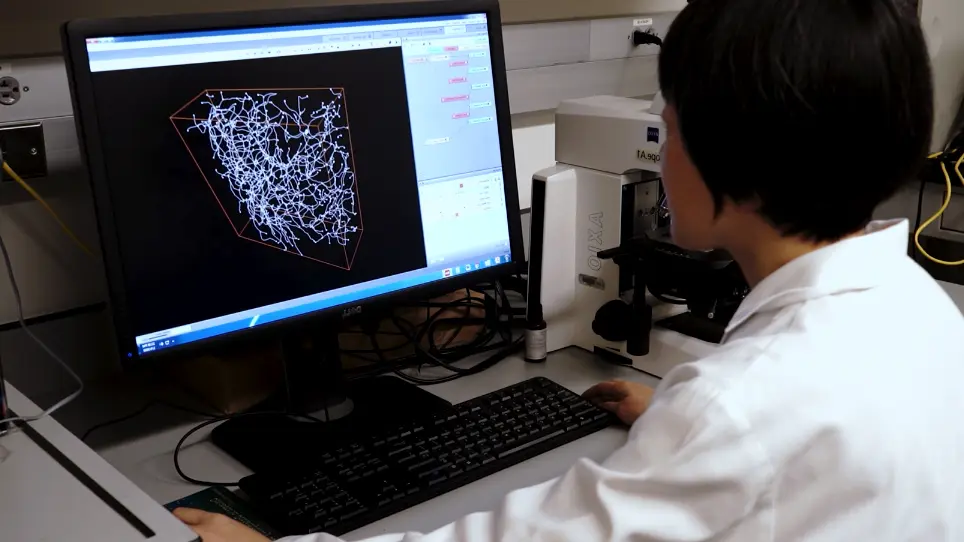 Co-staining Blood Vessels and Nerve Fibers in Adipose Tissue