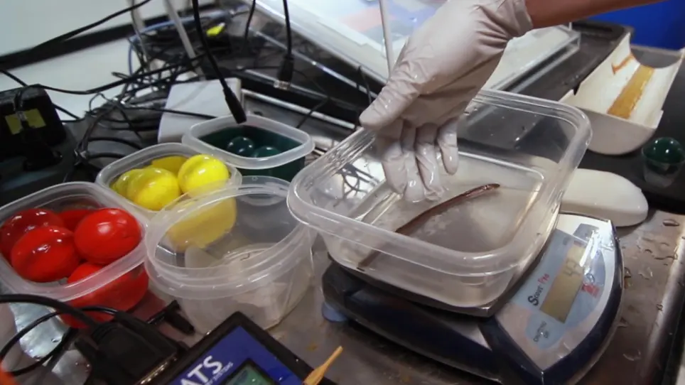Implantation of a New Micro Acoustic Tag in Juvenile Pacific Lamprey and American Eel