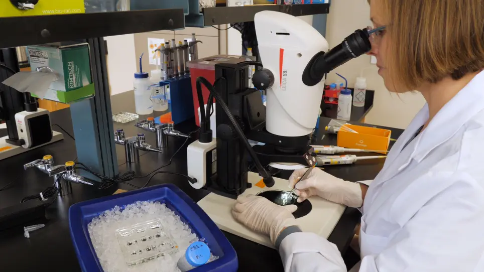 Dissection of the <em>Drosophila</em> Pupal Retina for Immunohistochemistry, Western Analysis, and RNA Isolation