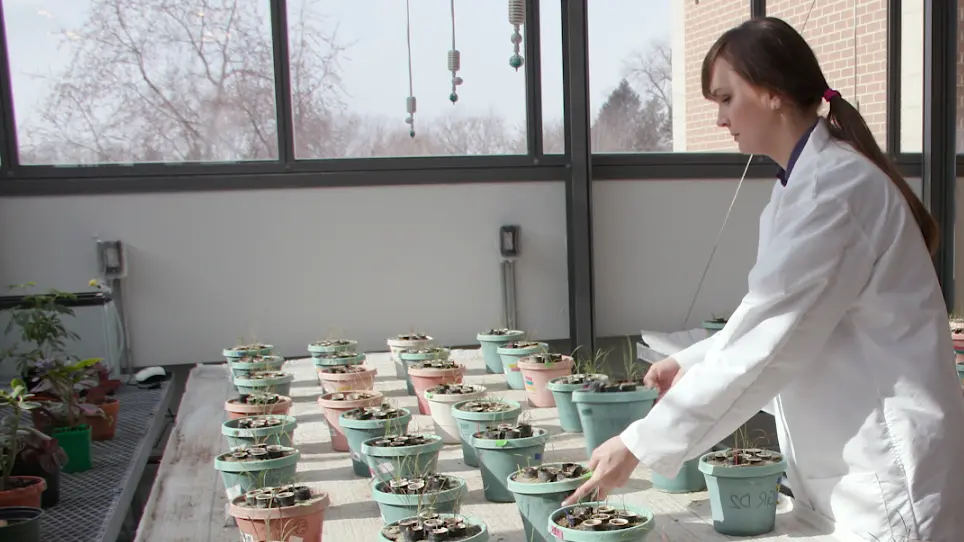Investigation of Plant Interactions Across Common Mycorrhizal Networks Using Rotated Cores