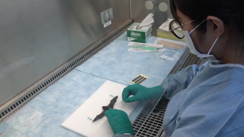 Standard Operating Procedure for Lyssavirus Surveillance of the Bat Population in Taiwan