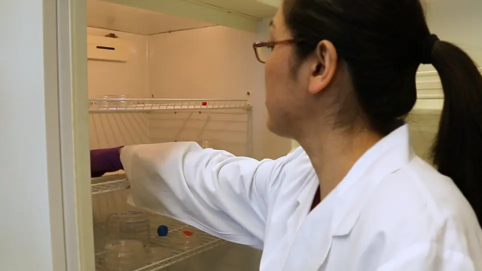 Surgical Size Reduction of Zebrafish for the Study of Embryonic Pattern Scaling