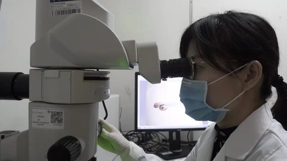 Patient-derived Heterogeneous Xenograft Model of Pancreatic Cancer Using Zebrafish Larvae as Hosts for Comparative Drug Assessment