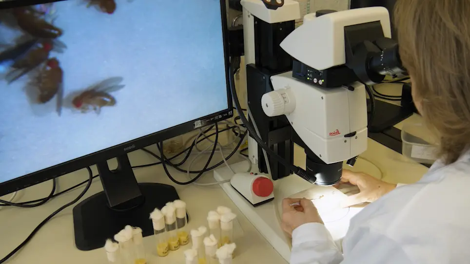 Methods to Test Endocrine Disruption in <em>Drosophila melanogaster</em>