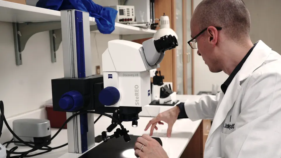 Determining Bile Duct Density in the Mouse Liver