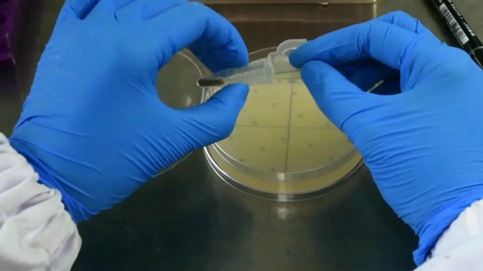 Shootward Movement of CFDA Tracer Loaded in the Bottom Sink Tissues of <em>Arabidopsis</em>