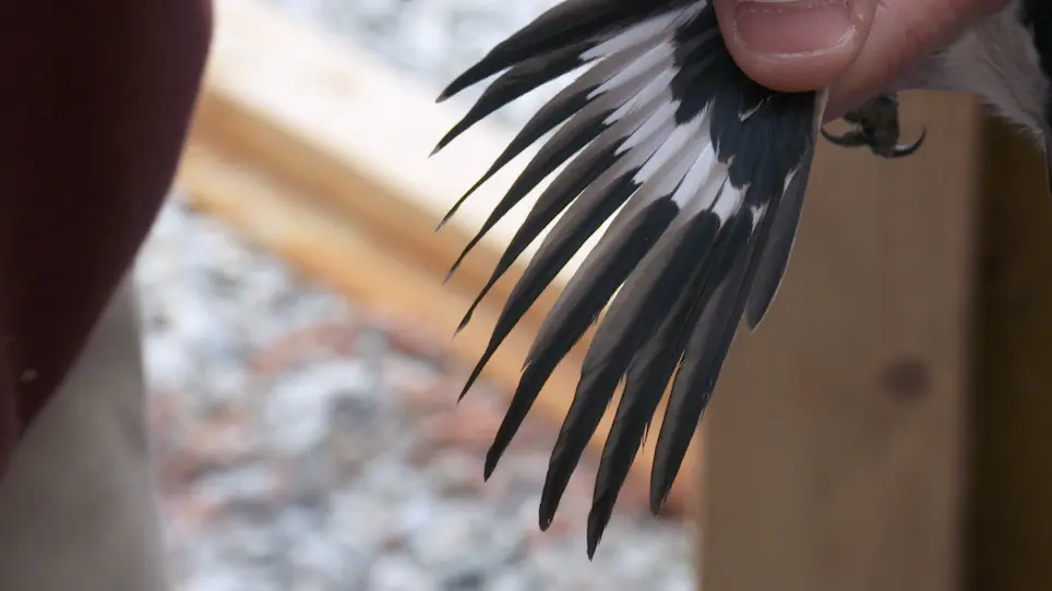 Visually Sexing Loggerhead Shrike (<em>Lanius Ludovicianus</em>) Using Plumage Coloration and Pattern
