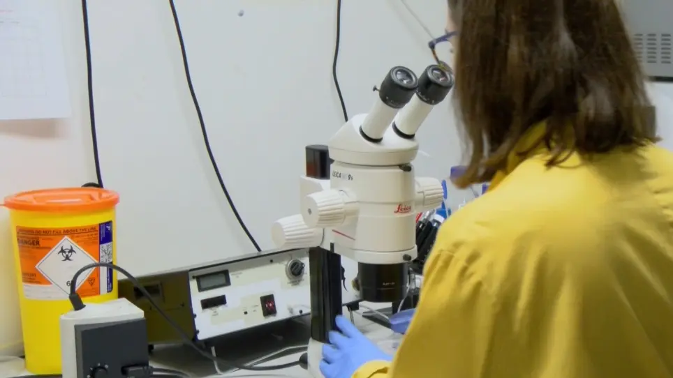 Using Zebrafish Larvae to Study the Pathological Consequences of Hemorrhagic Stroke