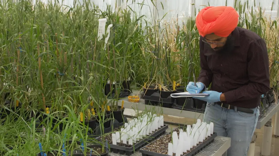 Development of Targeting Induced Local Lesions IN Genomes (TILLING) Populations in Small Grain Crops by Ethyl Methanesulfonate Mutagenesis