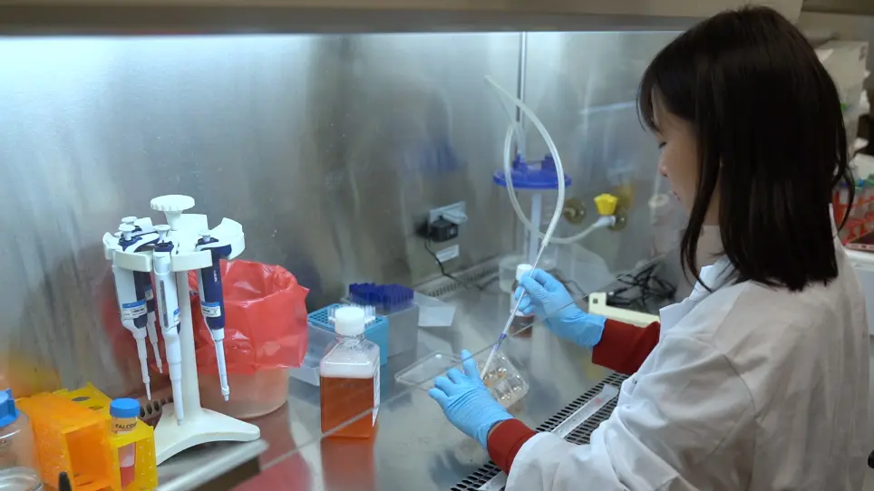 Transient Treatment of Human Pluripotent Stem Cells with DMSO to Promote Differentiation