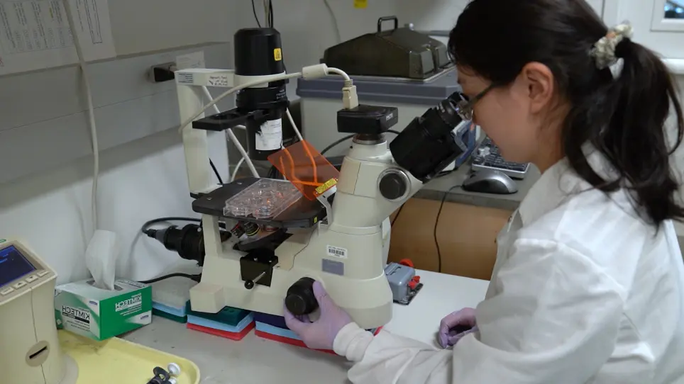 In Vitro Assay to Study Tumor-macrophage Interaction