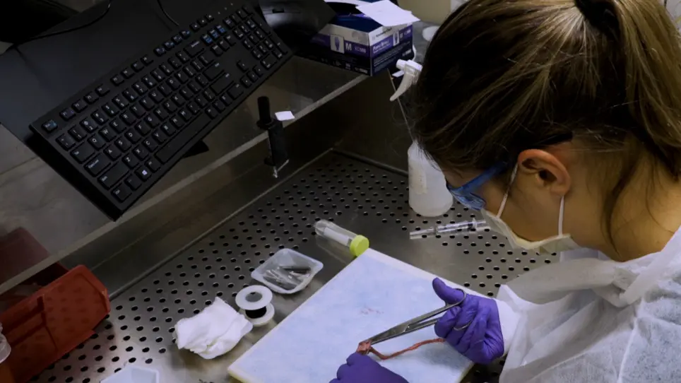 Use of Frozen Tissue in the Comet Assay for the Evaluation of DNA Damage
