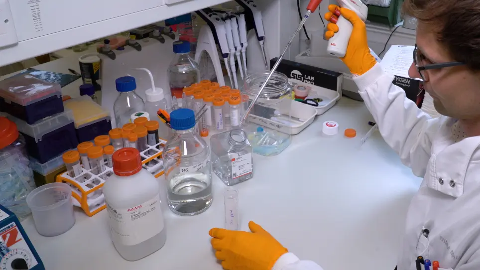 Genotyping and Quantification of In Situ Hybridization Staining in Zebrafish