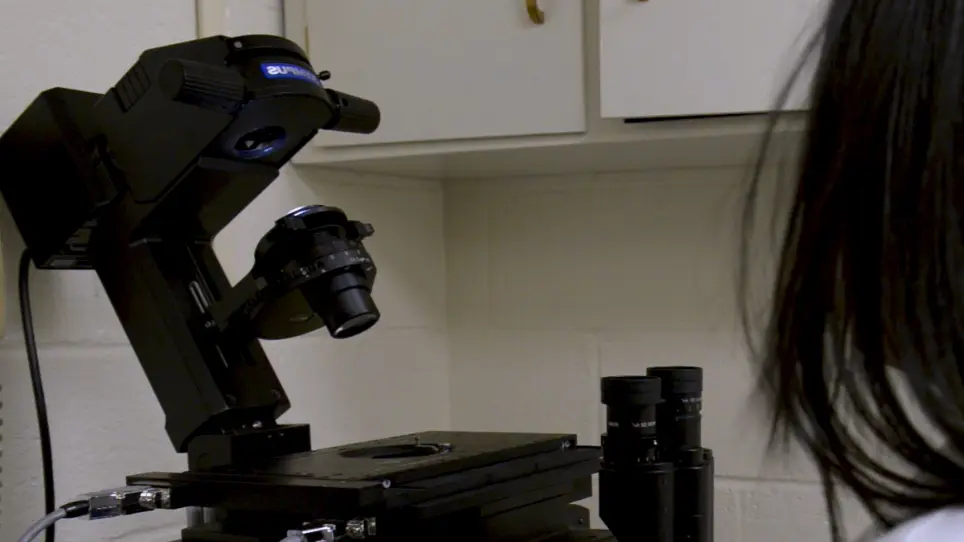 Use of <em>Drosophila</em> S2 Cells for Live Imaging of Cell Division