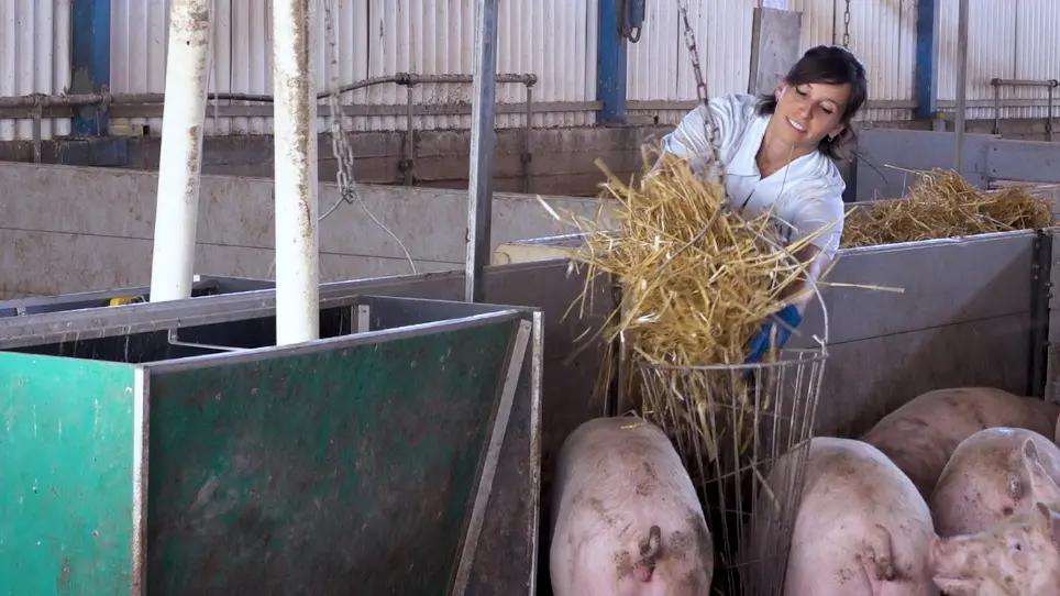 Providing Meaningful Environmental Enrichment and Measuring Saliva Cortisol in Pigs Housed on Slatted Flooring