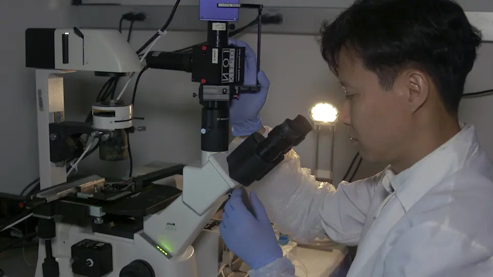 Generation of Ventricular-Like HiPSC-Derived Cardiomyocytes and High-Quality Cell Preparations for Calcium Handling Characterization