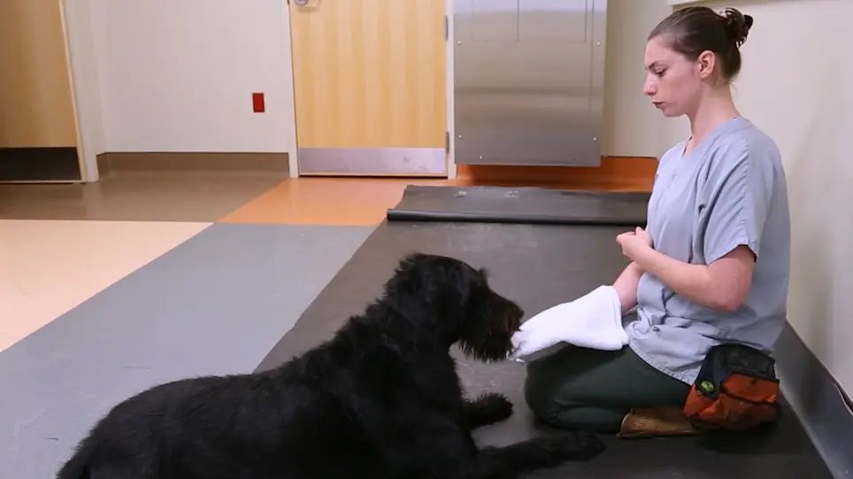 Training Dogs for Awake, Unrestrained Functional Magnetic Resonance Imaging