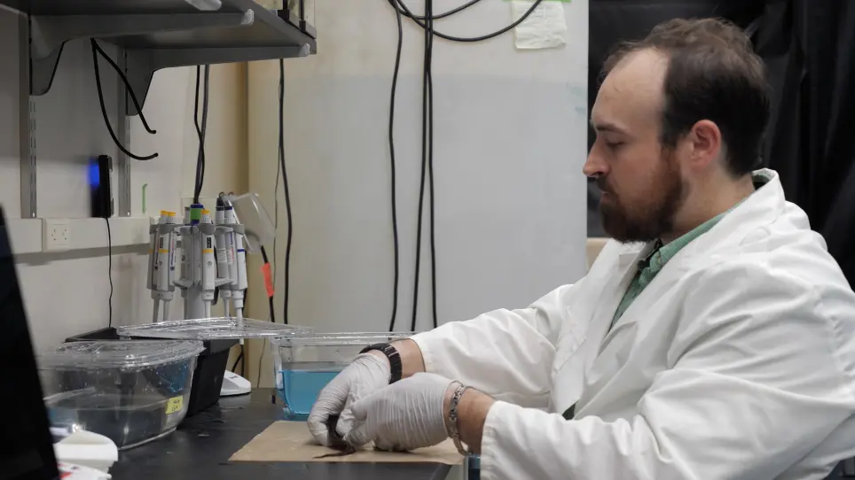 Silencing the Spark: CRISPR/Cas9 Genome Editing in Weakly Electric Fish