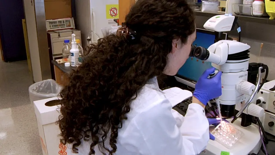 Generation of Multicellular Human Primary Endometrial Organoids