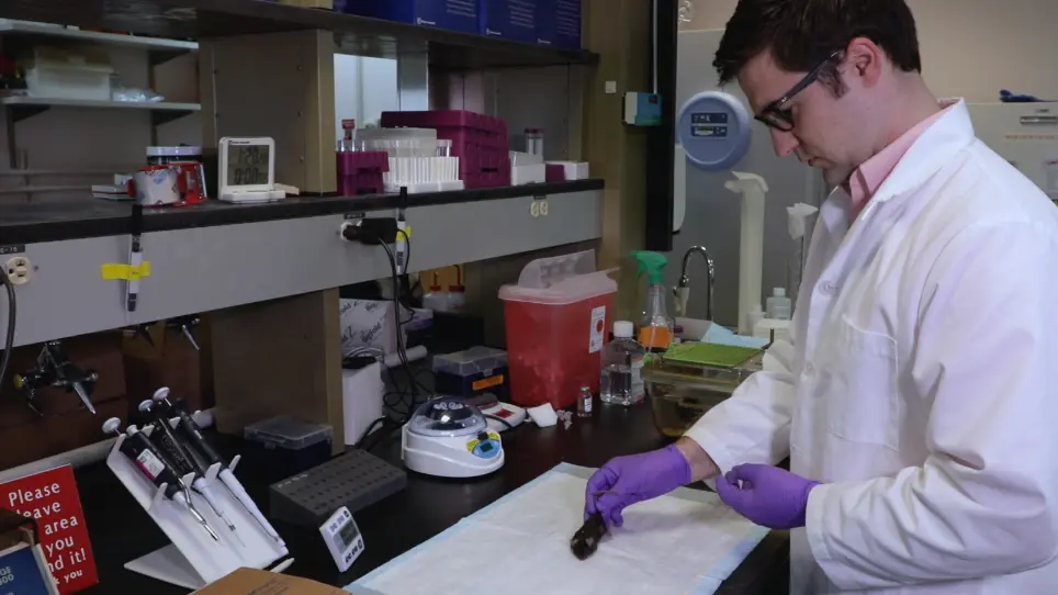 Quantitative Measurement of Intrathecally Synthesized Proteins in Mice