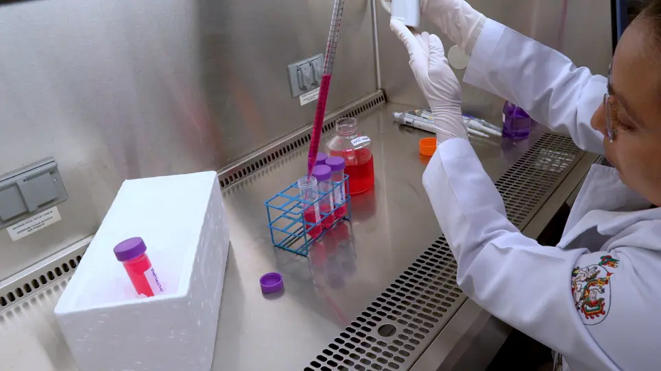 In Vitro Culture of Epithelial Cells from Different Anatomical Regions of the Human Amniotic Membrane