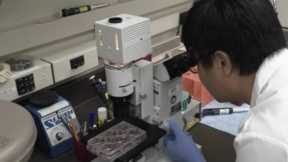 Efficient Neural Differentiation using Single-Cell Culture of Human Embryonic Stem Cells