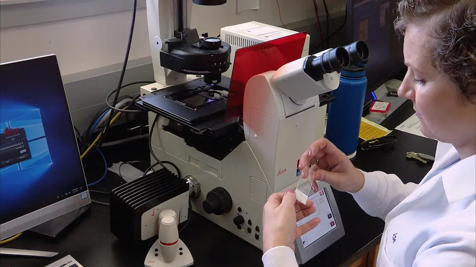 Whole Mount Immunohistochemistry in Zebrafish Embryos and Larvae