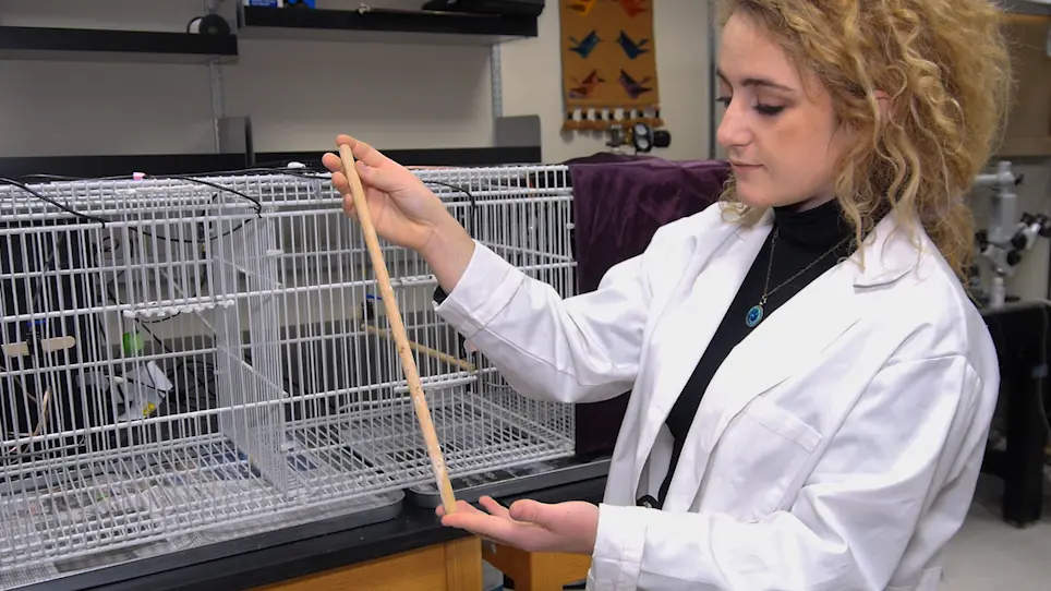 Operant Conditioning Task to Measure Song Preference in Zebra Finches