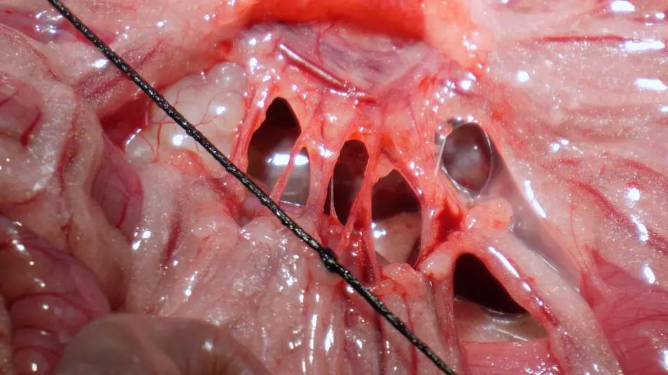 Targeting the Rat's Small Bowel: Long-Term Infusion into the Superior Mesenteric Artery