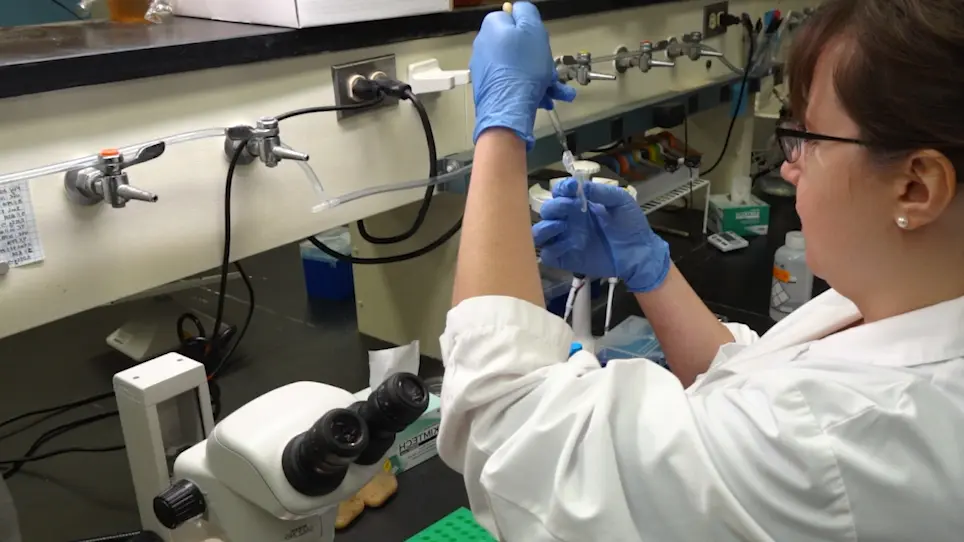 Preparation of <em>Drosophila</em> Larval and Pupal Testes for Analysis of Cell Division in Live, Intact Tissue
