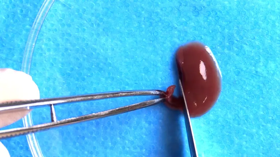 Murine Precision-Cut Liver Slices as an Ex Vivo Model of Liver Biology
