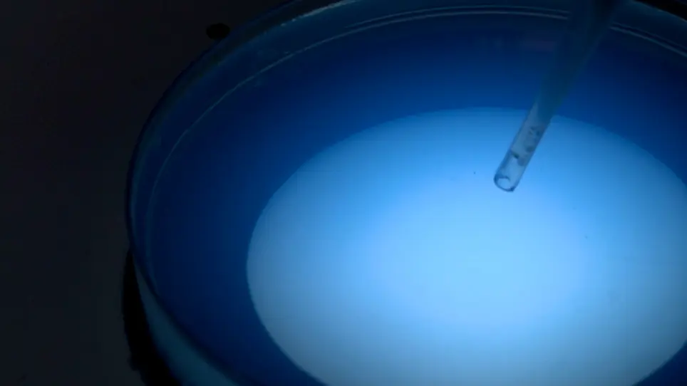 Drug Screening of Primary Patient Derived Tumor Xenografts in Zebrafish
