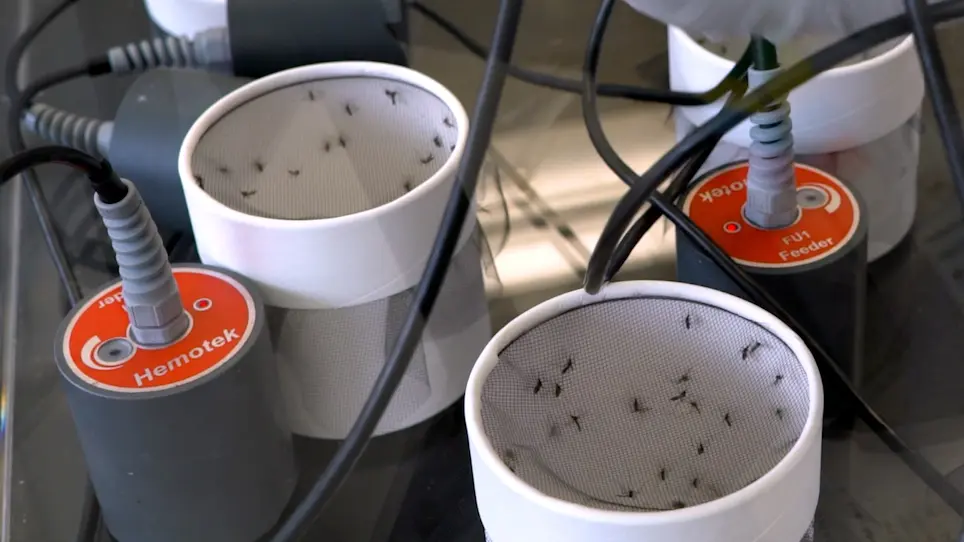 Vector Competence Analyses on <em>Aedes aegypti</em> Mosquitoes using Zika Virus