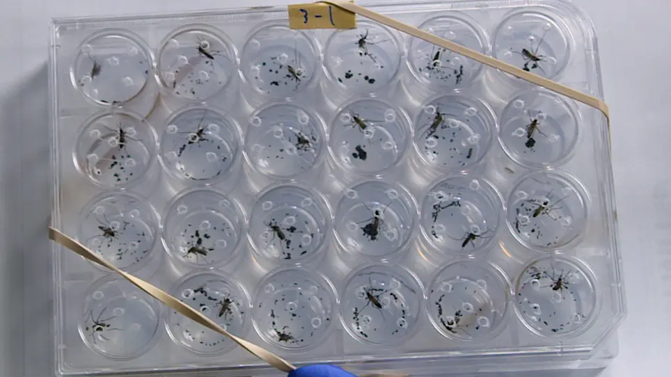 Improved Fecundity and Fertility Assay for <em>Aedes aegypti</em> using 24 Well Tissue Culture Plates (EAgaL Plates)