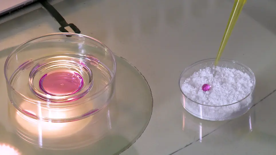 Proteolytically Degraded Alginate Hydrogels and Hydrophobic Microbioreactors for Porcine Oocyte Encapsulation