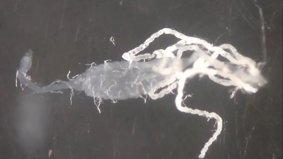 A Bacterial Oral Feeding Assay with Antibiotic-Treated Mosquitoes