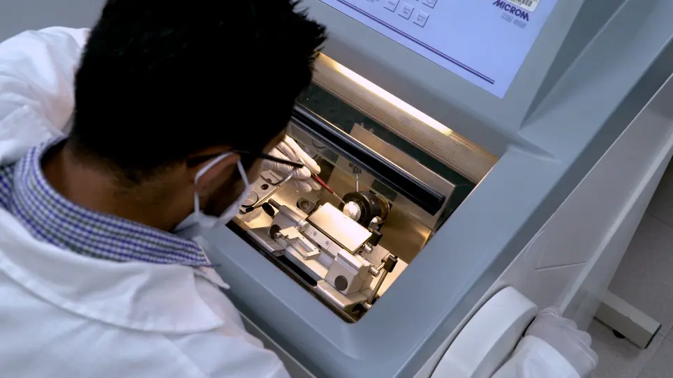 Immunohistochemistry Techniques to Analyze Cellular Proliferation and Neurogenesis in Rats Using the Thymidine Analog BrdU