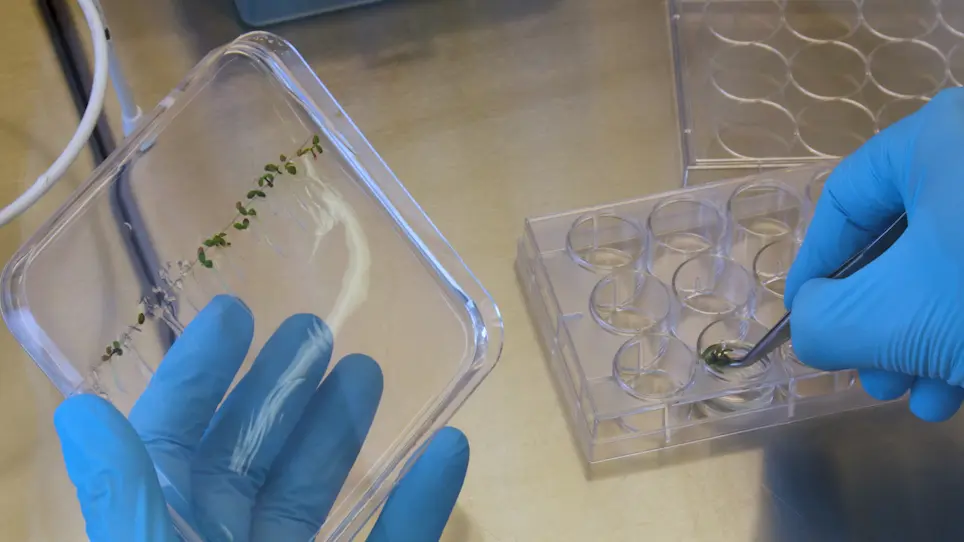 Extraction and Quantification of Soluble, Radiolabeled Inositol Polyphosphates from Different Plant Species using SAX-HPLC