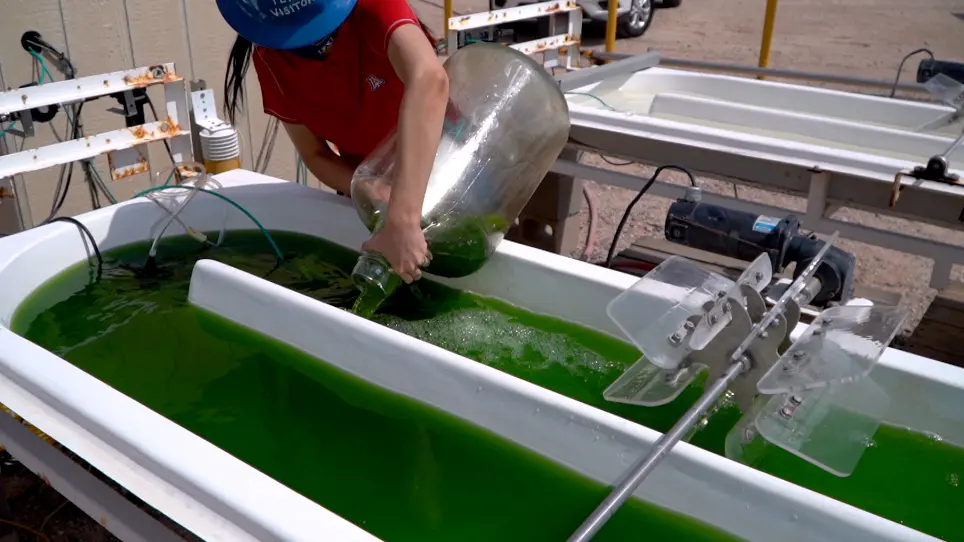 Coupling Carbon Capture from a Power Plant with Semi-automated Open Raceway Ponds for Microalgae Cultivation