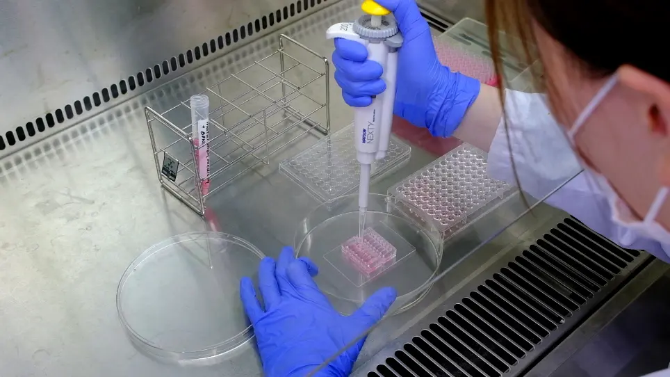 Three-Dimensional Motor Nerve Organoid Generation
