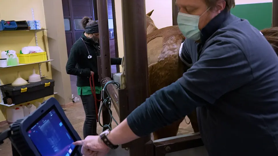 Endoscopy Guided Photoablation of Endometrial Cysts using a 980 nm Laser with a Contact Fiber in Mares