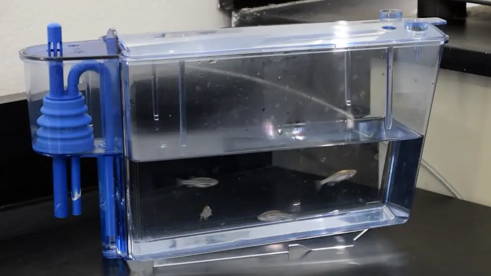Acute Kidney Injury Model Induced by Cisplatin in Adult Zebrafish