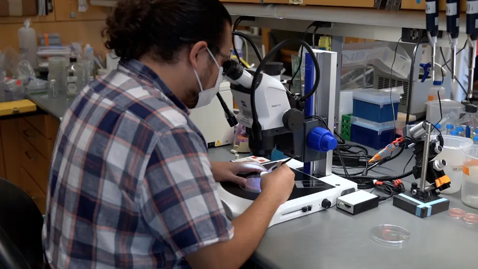 Drosophila Embryo Preparation and Microinjection for Live Cell Microscopy Performed using an Automated High Content Analyzer