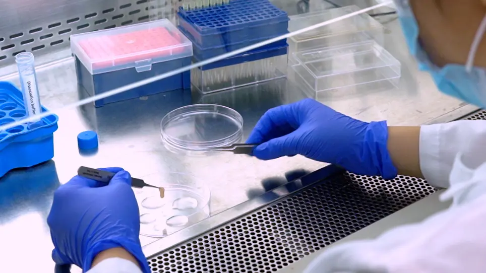 Isolation of Murine Spermatogenic Cells using a Violet-Excited Cell-Permeable DNA Binding Dye