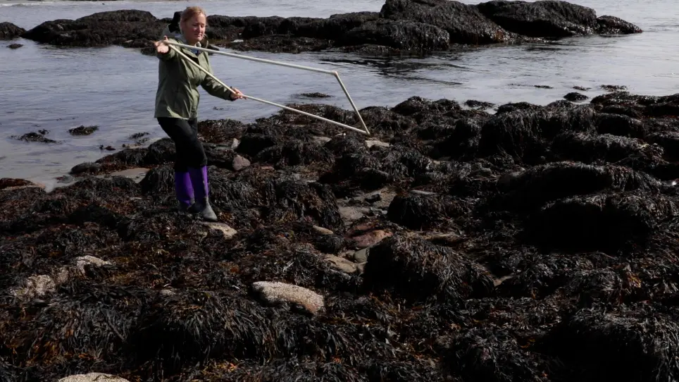 Assessing Intertidal Populations of the Invasive European Green Crab