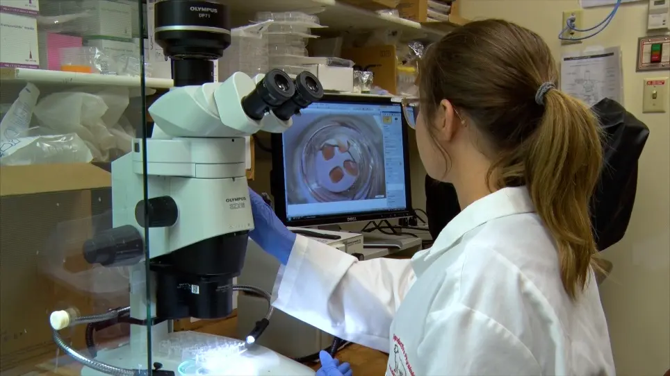 Bovine Ovarian Cortex Tissue Culture