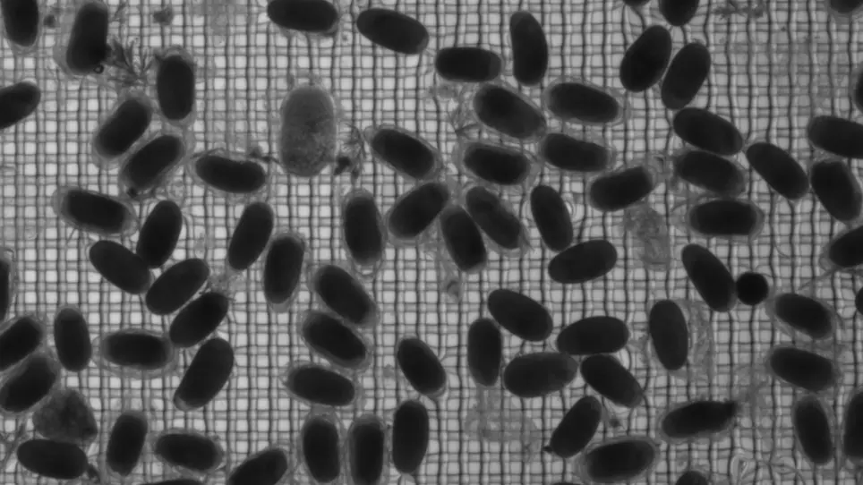 Simultaneous Live Imaging of Multiple Insect Embryos in Sample Chamber-Based Light Sheet Fluorescence Microscopes